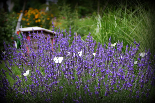Lawenda na łące III