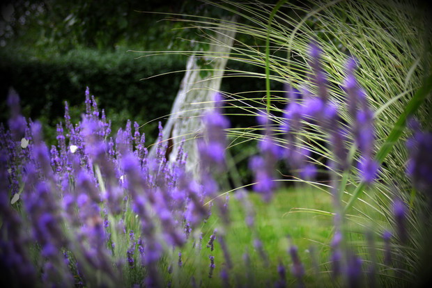 Lawenda na łące IV