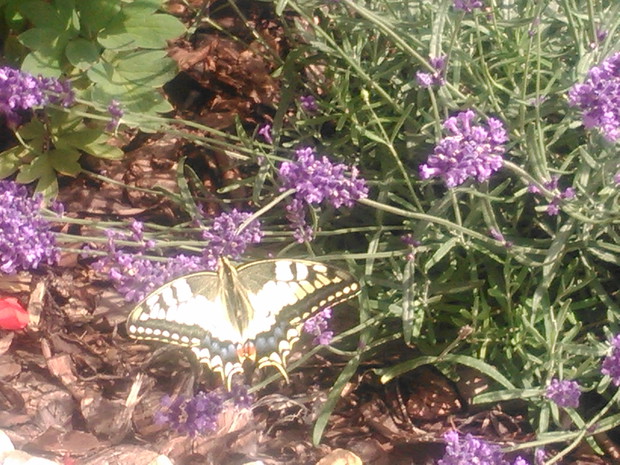 Lawenda przyciąga rzesze motyli.