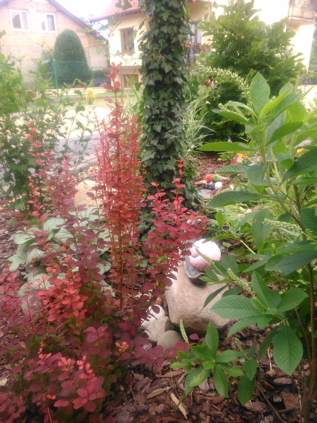 Leśny zakątek mojej rabaty.