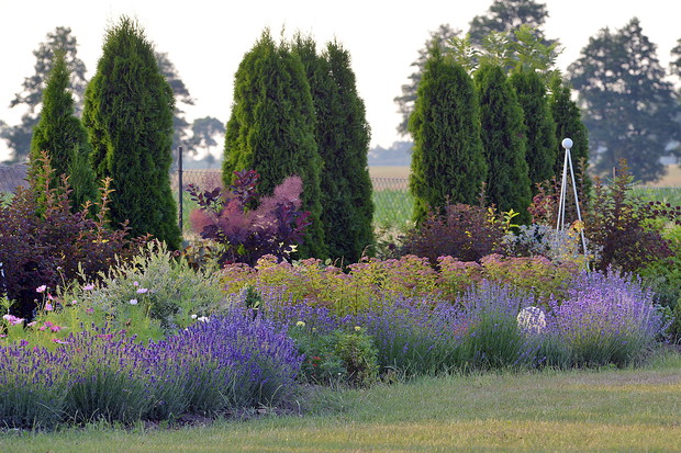 Lewendy zaczynają i kończą kompozycję ogrodu. Ich celem jest spięcie całości filetową wstęgą.