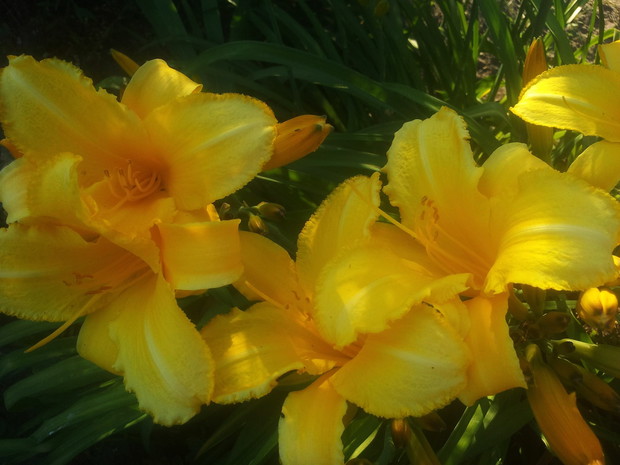 liliowiec w słońcu