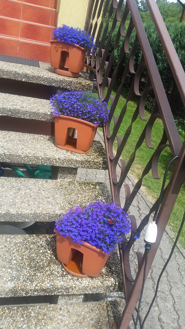 lobelie cudnie upiększają wejście do domu