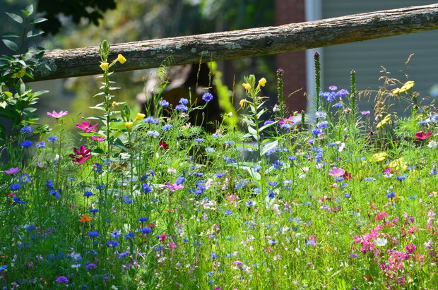lubię ją za jej barwne kwiaty za owady i ptaki które stale czegoś w niej szukają 