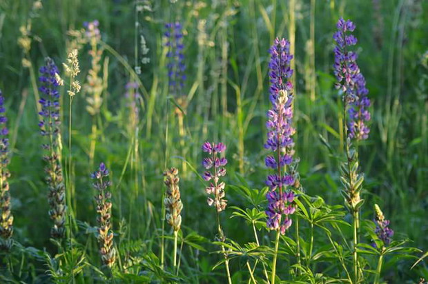 Łubin kolejne łąkowe cudo 