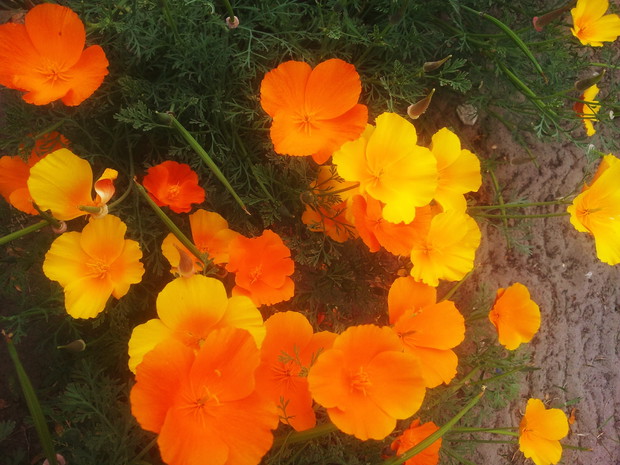 maczek kalifornijski