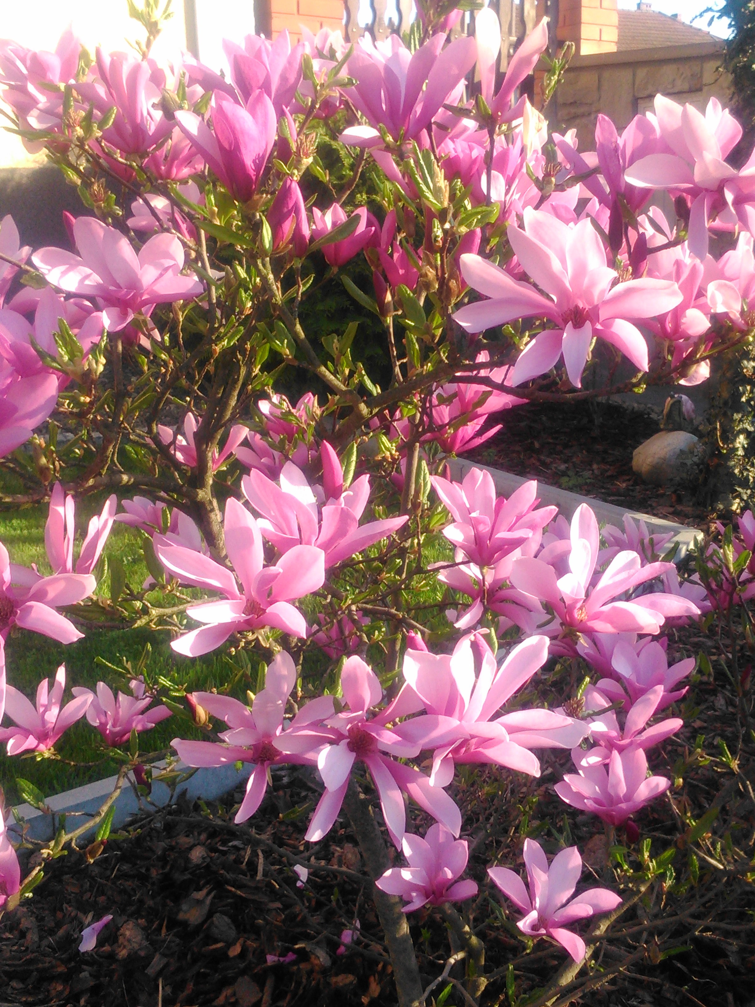 Magnolia cieszy wzrok już od początku wiosny. 