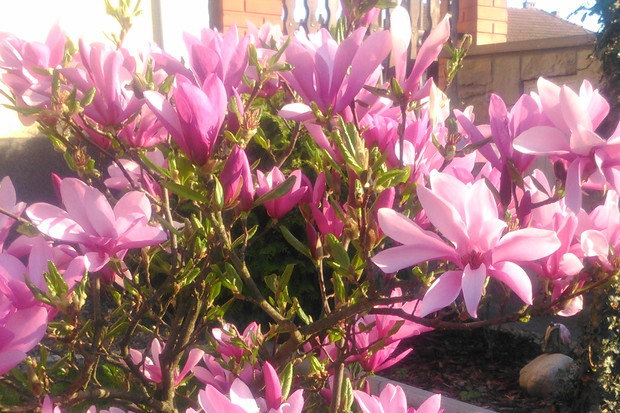 Magnolia cieszy wzrok już od początku wiosny.
