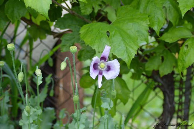 Maki dla jednych chwasty dla innych ozdoba ogrodu 