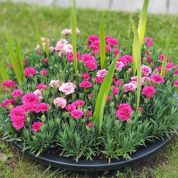 Między miniaturowymi goździkami zostały  wsadzone gladiole...taki mały eksperyment