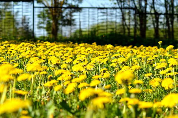 Mniszek lekarski na obrzeżach trawnika 