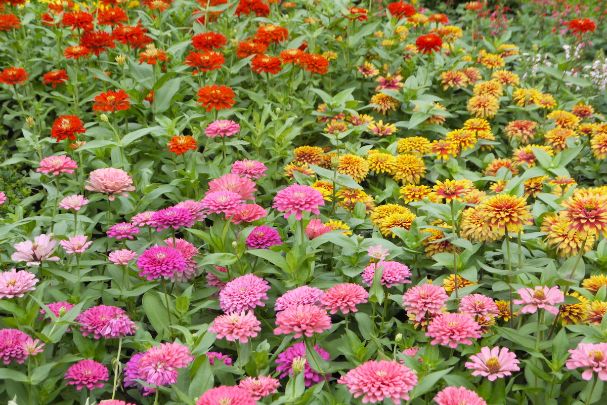Mnogość odmian i kolorów czyni z cynii idealne rośliny do zakładania przepastnych, łąkowych rabat o wielu kolorach. (zdj.: Adobe Stock)