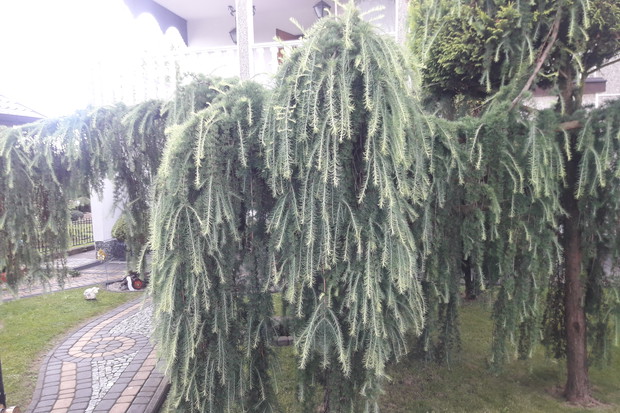 Modrzew prowadzony jak dzikie wino.