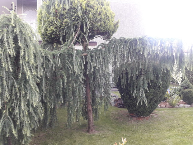 Modrzew wspina się na tuje.