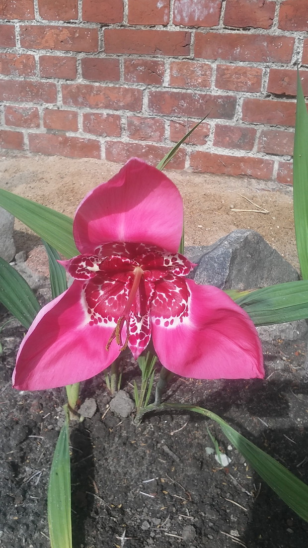 MOJE PIĘKNE  KWIATKI TYGRYSÓWKA