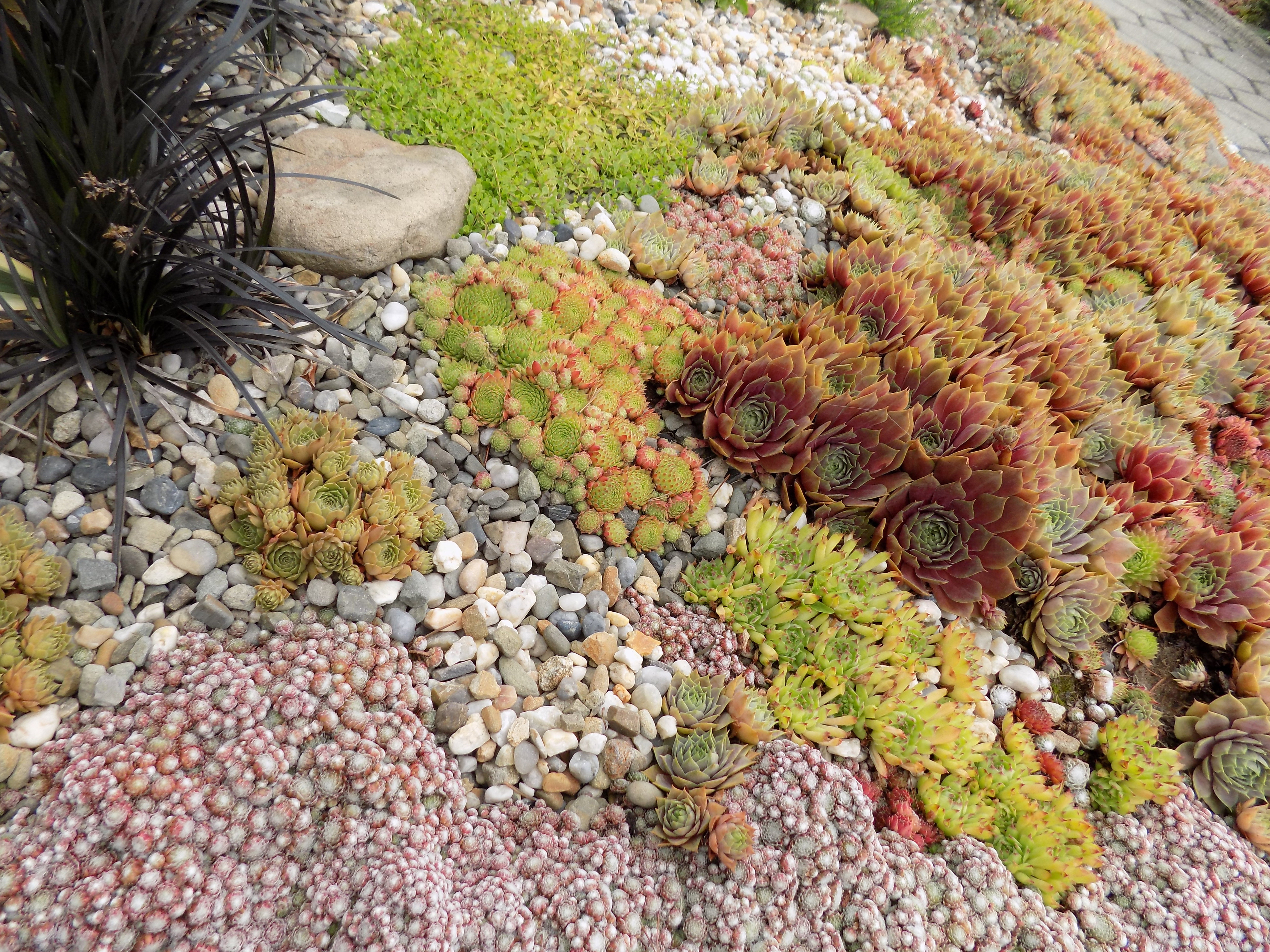 Moje ulubione rojniki