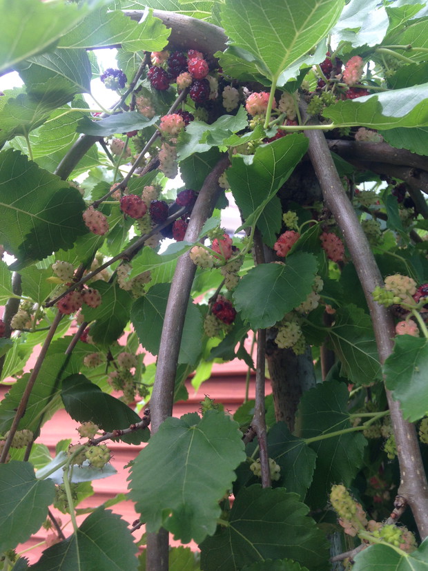 Morwa - mnóstwo owoców 