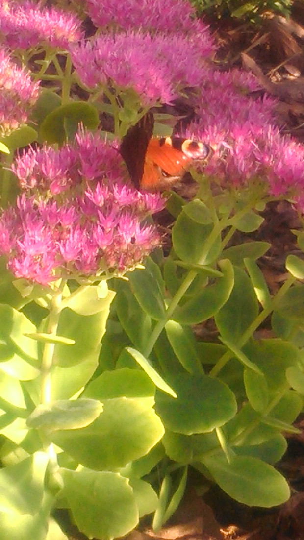 Motyle uwielbiają kwiaty rozchodnika.