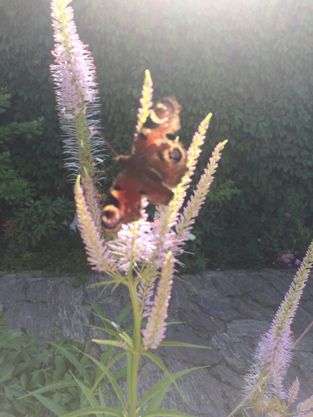 Motylek odwiedził ogród