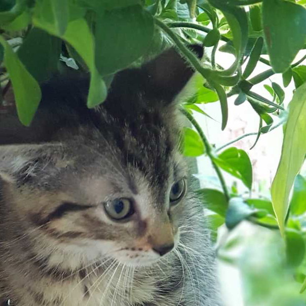 Nasza Masza również  uwielbia ogród