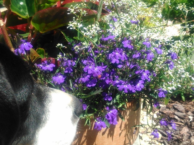 Nawet moja suczka Iga docenia zapach lobelii.