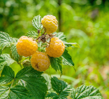 Niewątpliwią zaletą odmiany 'Poranna Rosa' jest powtarzające się owocowanie, przez które krzew wypuszcza owoce na zarówno pędach tegorocznych, jak i z poprzedniego sezonu. (zdj.: Adobe Stock)