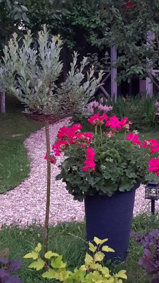 Niezawodne pelargonie