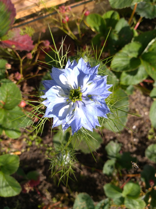 Nigella damascena