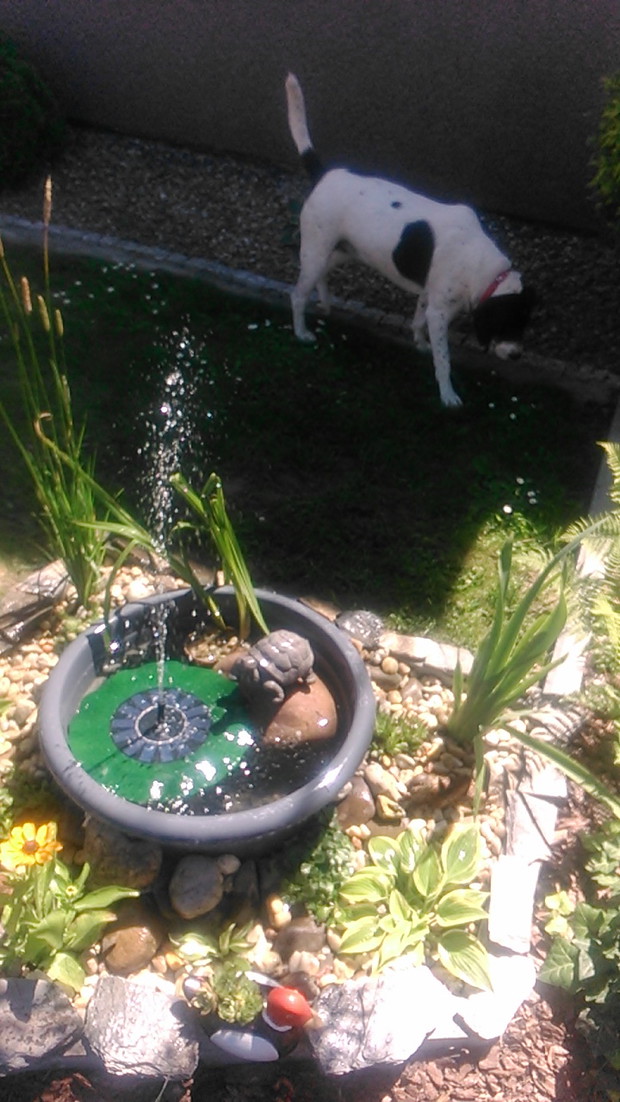 Oczko wodne stworzone ze zwykłej doniczki i pompki solarnej.