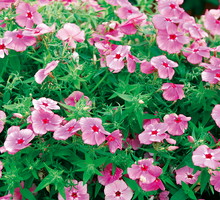 Odmianę Drummonda można poznać po kontrastującym z kolorem płatków oczku wewnątrz kwiatu. (zdj.: Adobe Stock)