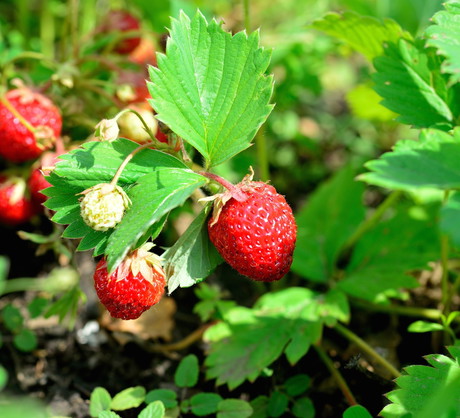 Odmładzanie najlepiej przeprowadzić jest po owocowaniu, wtedy to wyrasta najwięcej rozłogów. (zdj.: Adobe Stock)