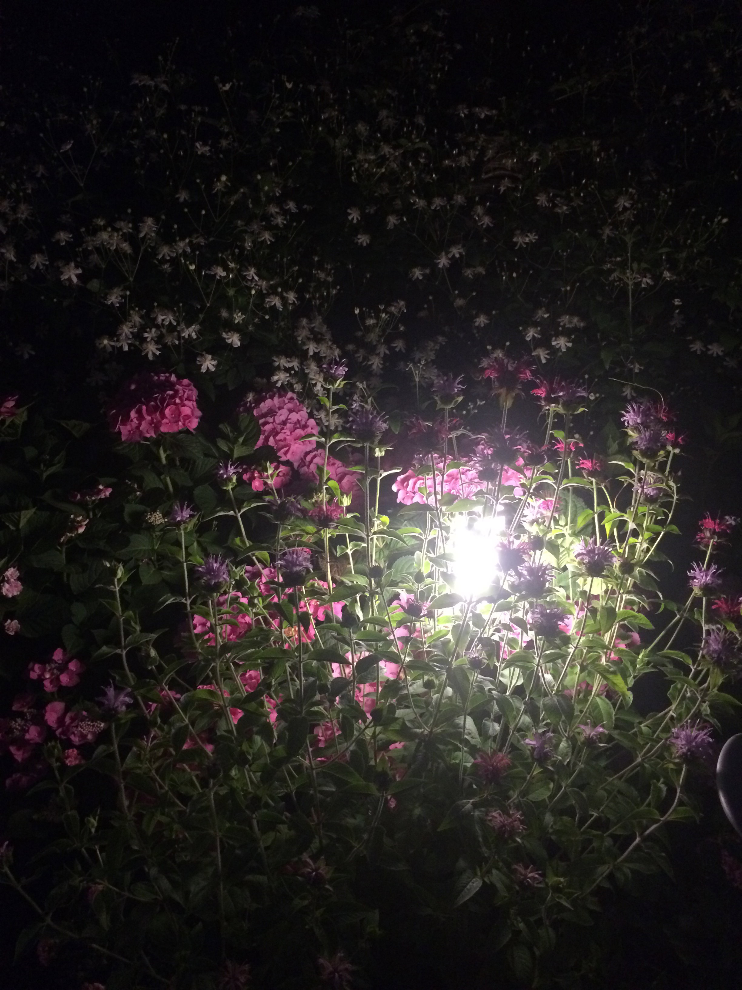 Ogród  nocą Hortensje ,Pysznogłówki  a w tle powojniki