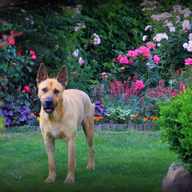 Ogród różany z Setem