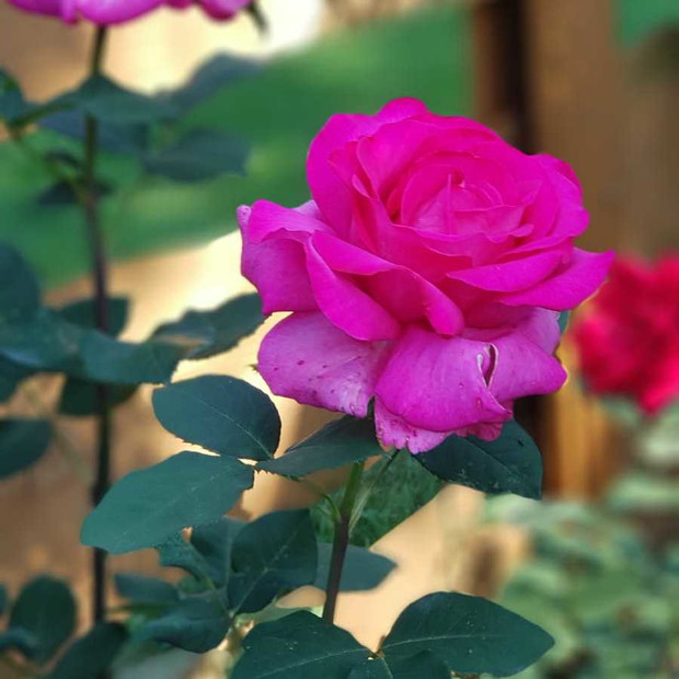 Ona też w aleji gwiazd