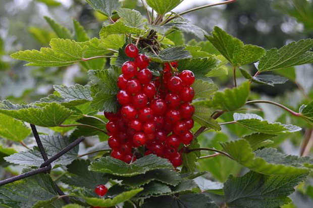 Owoce z mojego sadu czerwona porzeczka 