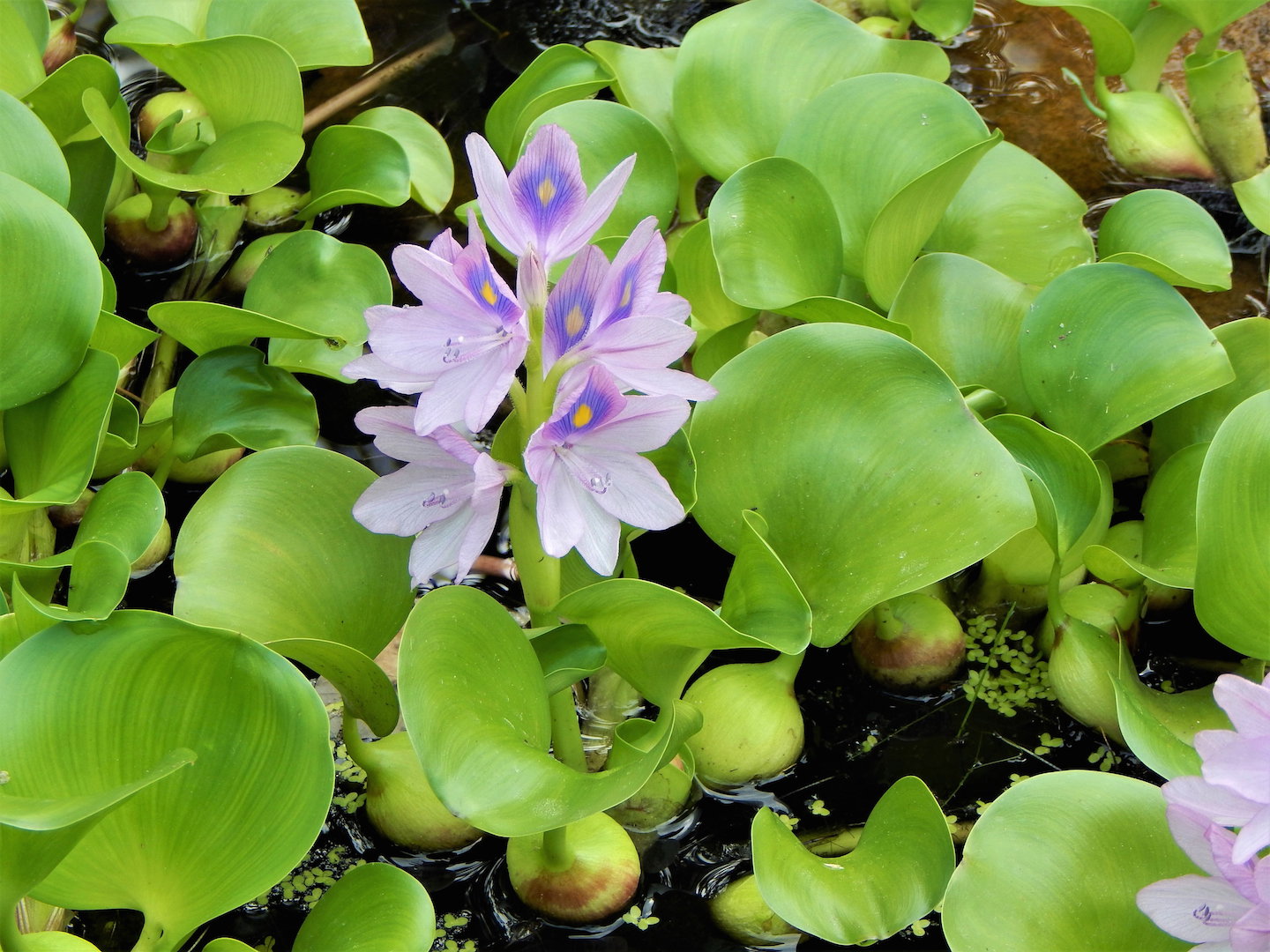 Pamiętajmy - hiacynty wodne są zdecydowanie ciepłolubne. Idealne warunki zapewnimy roślinie jak najdłuższym nasłonecznieniem oraz wysoką temperaturą wody. (zdj.: iStock)