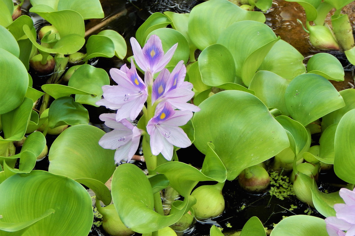 Pamiętajmy - hiacynty wodne są zdecydowanie ciepłolubne. Idealne warunki zapewnimy roślinie jak najdłuższym nasłonecznieniem oraz wysoką temperaturą wody. (zdj.: iStock)