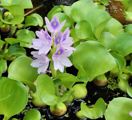 Pamiętajmy - hiacynty wodne są zdecydowanie ciepłolubne. Idealne warunki zapewnimy roślinie jak najdłuższym nasłonecznieniem oraz wysoką temperaturą wody. (zdj.: iStock)