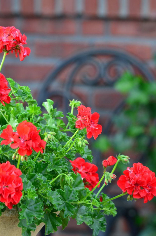 pelargonie jak dla mnie zawsze się sprawdzają 