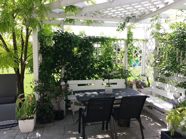 Pergola na tarasie pomału zarasta tworząc naturalny azyl przed upałem lub wiatrem. Akacja złocista  miała być małym drzewkiem, a w mgnieniu oka urosła i sięga ponad dach domu. Czasem coś fajnego powstaje przypadkiem. Winobluszcz trójklapowy przeplata się 