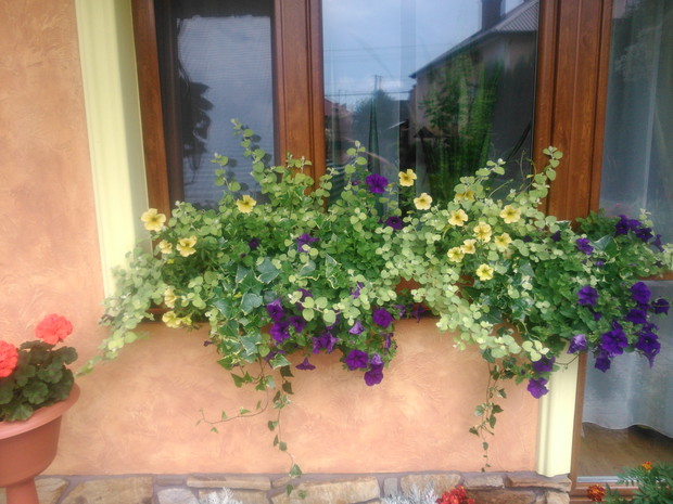 Petunie, bluszcze i kocanki świetnie nadają się do kompozycji na słoneczne balkony.