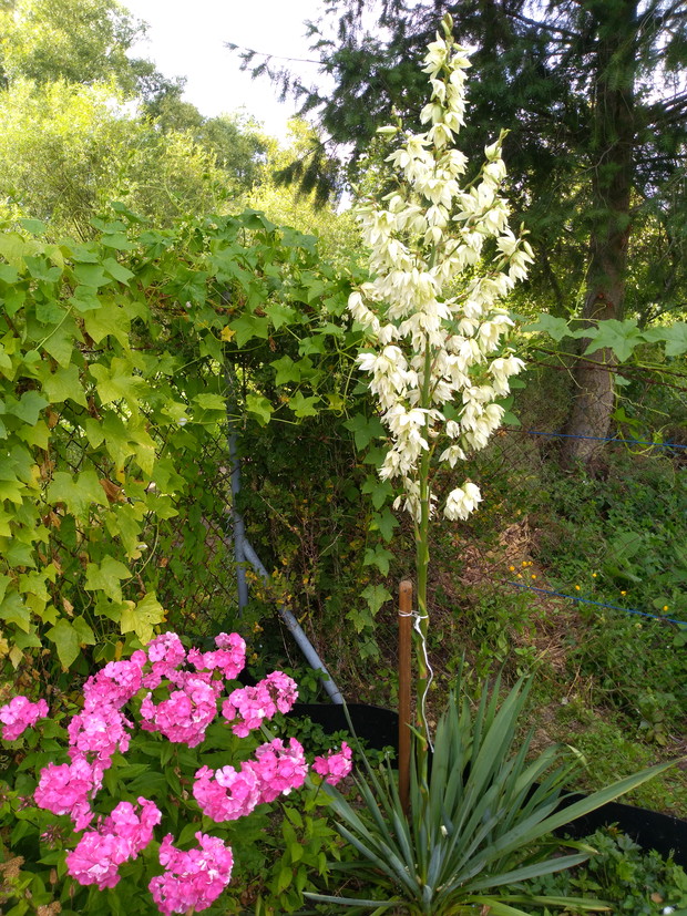 piękna i wielka biała juka