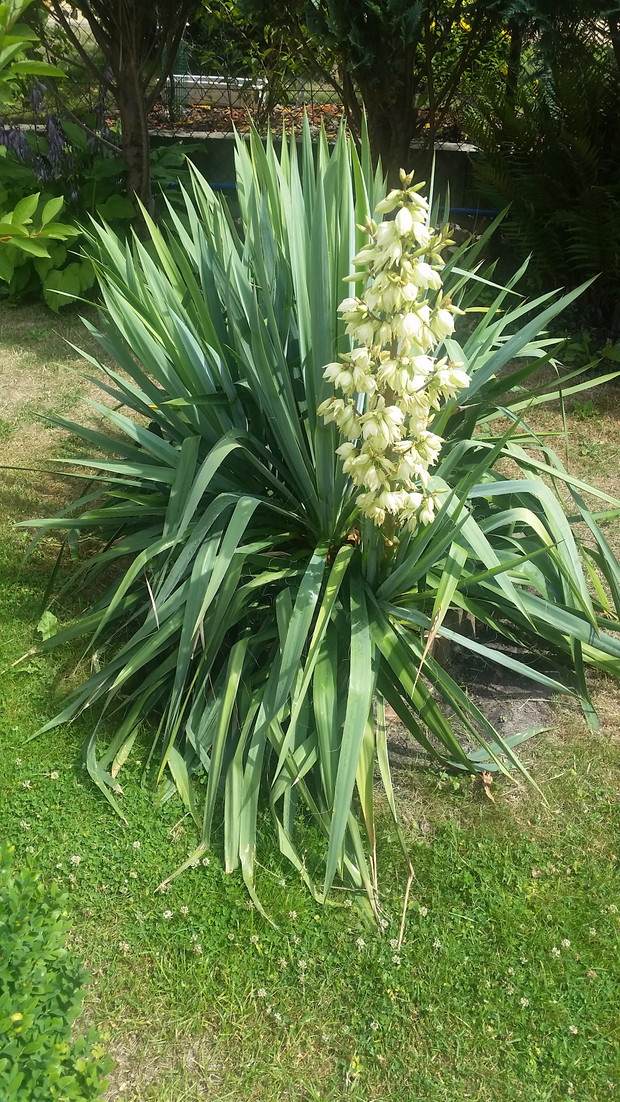 pięknie kwitnąca juka kalifornijska