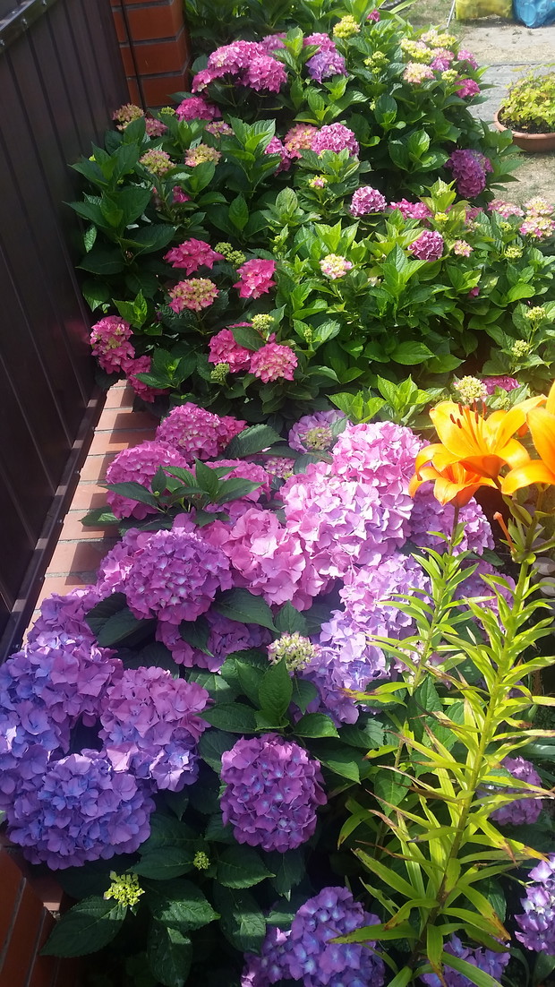 pięknie prezentujące się hortensje w towarzystwie lilii