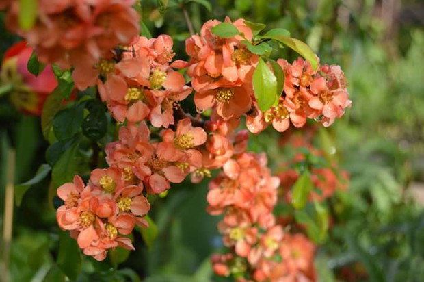 Pigwowiec , owoce świetnie nadają się na nalewkę tzw. pigwówkę , a dodane do herbaty nadają jej ciekawy  smak