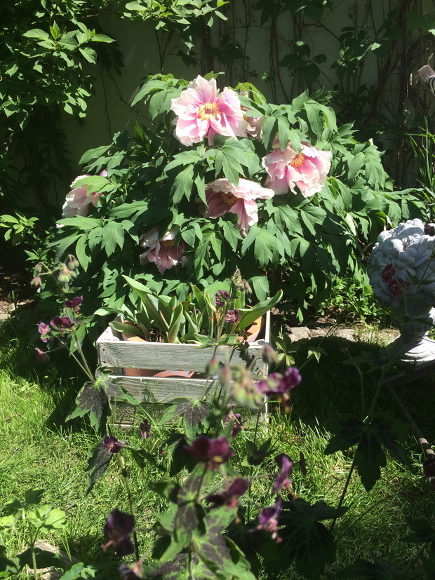 Piwonia drzewiasta królowa rabat maja