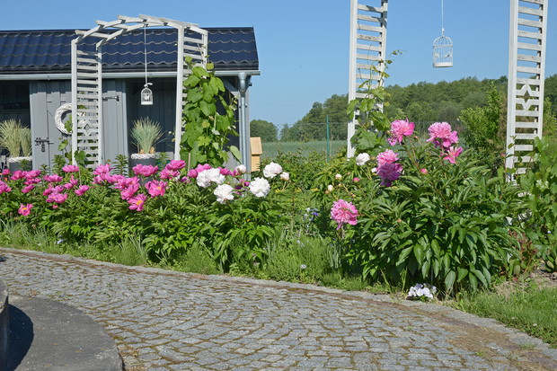 Piwonie, wspomnienie babcinego ogrodu.