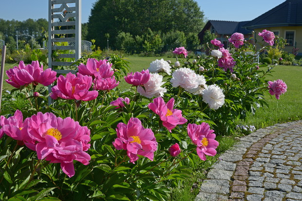 Piwonie zachwycają w swoich kolorach.