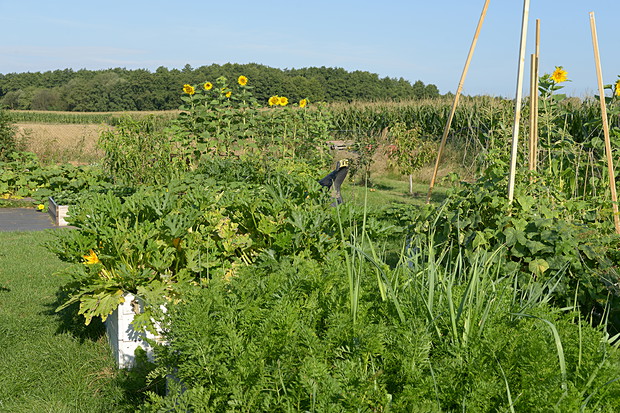 Pod koniec lata cukinie i inne warzywa wylewają się poza ramy skrzyń. Nad całością dominują słoneczniki, trochę jak strażnicy prowadzeni przez słońce.