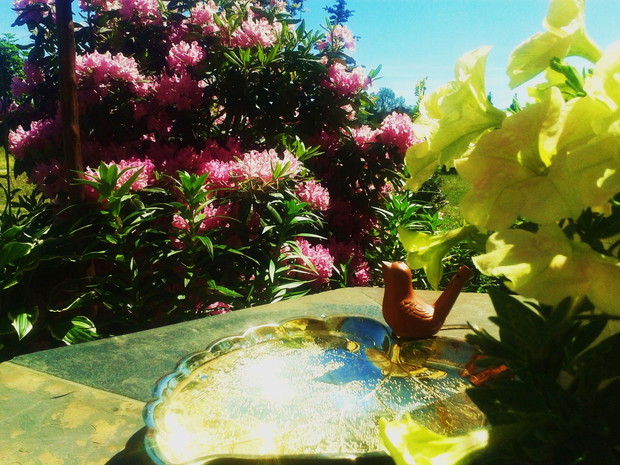 Poidełko dla ptaków